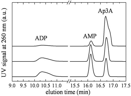 Figure 2. Identification of Ap3A cleavage products by HPLC. Elution profile of NPP4-Ap3A reaction components. (Top to bottom) Reaction samples quenched at 2, 15, and 30 minutes after mixing NPP4 with 800μM Ap3A. The AMP/ADP product ratio determined from the integrated peak areas is ∼ 1.1 always.