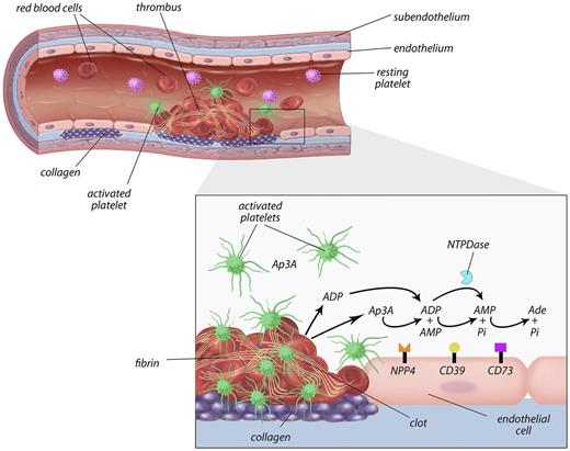 Figure 7. Proposed model of the role of NPP4 in primary hemostasis. In the setting of vascular injury, for example, because of fracture of a cholesterol plaque, platelets are localized to the site of injury. Binding of platelets to subendothelial collagen leads to platelet shape change, activation, and granule release with secretion of calcium ions, ADP, and Ap3A into the local area. ADP is metabolized by ectoenzymes (CD39) on the vascular endothelial surface and soluble phosphohydrolyases (blue Pac-Man), reducing the concentrations of ADP in the thrombotic microenvironment. NPP4 bound on the surface of endothelial cells metabolizes Ap3A released by platelets during the second wave of aggregation into ADP, thus increasing the concentration of ADP at the site of the injury. The prolonged release of low-level ADP perpetuates platelet activation and aggregation, resulting in formation of a platelet plug on which secondary hemostasis reactions occur to form a solid thrombus.