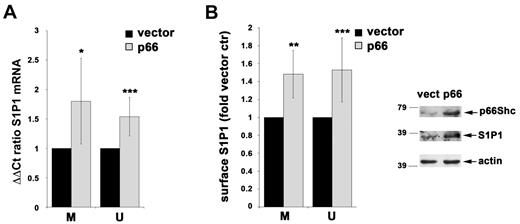 Figure 4. p66Shc reconstitution in CLL B cells results in enhanced S1P1 expression. qRT-PCR (A) and flow cytometric (B) analysis of S1P1 expression in PB B cells purified from CLL patients with either mutated (M; n = 7) or unmutated (U; n = 9) IGHV nucleofected with either empty vector (vector ctr) or an expression construct encoding p66Shc (p66). The analysis was carried out 48 hours after transfection on GFP+ live cells. All samples were checked for reconstitution of p66Shc expression by qRT-PCR (data not shown). An immunoblot analysis of p66Shc and S1P1 expression on a representative experiment is shown on the right. The relative abundance of gene transcripts was determined on triplicate samples from each patient using the ddCt method and is expressed as the normalized fold expression (mean ± SD; empty vector controls taken as 1 for all CLL samples). The data in the histograms showing the quantification of surface S1P1 are expressed as the mean fluorescence intensity of p66-transfected cells or of vector ctr-transfected cells (normalized to 1 in all empty vector controls) ± SD. ***P < .001; **P < .01; and *P < .05.
