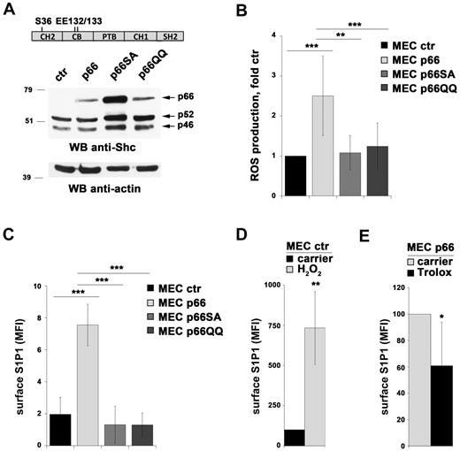 Figure 5. p66Shc controls S1P1 expression through its pro-oxidant activity. (A) Immunoblot analysis of Shc expression in MEC B cells stably transfected with empty vector (MEC ctr) or an expression construct encoding either wild-type p66Shc (MEC p66) or the S36A (MEC p66SA) or EE132/133QQ (MEC p66QQ) mutants. A control anti-actin blot of the stripped filter is shown below. The migration of molecular mass markers is indicated. The domain structure of p66Shc highlighting the location of the amino acid residues substituted in the mutants is schematized at the top of the panel. (B) Flow cytometric analysis of ROS production in the MEC B-cell transfectants loaded with the ROS-sensitive probe CM-H2DCFDA. The data are expressed as relative ROS production using as a reference control (empty vector) MEC cells (n = 4). (C) Flow cytometric analysis of surface S1P1 in the MEC B-cell transfectants. The data are expressed as the mean fluorescence intensity (MFI) ± SD (n = 4). Specificity controls for each S1P1 staining experiment included a sample incubated with secondary Ab alone and a sample preincubated with FTY720 to induce receptor down-regulation. (D-E) Flow cytometric analysis of S1P1 mRNA in control MEC cells treated for 24 hours with 400μM H2O2 (D) and in p66Shc-expressing MEC cells treated for 24 hours with 0.2mM Trolox (E). Under these conditions, a 3-hour treatment with H2O2 increased intracellular ROS in control (empty vector) MEC by 2-fold, whereas Trolox reduced intracellular ROS in p66Shc-expressing MEC cells by 65%. ***P < .001; **P < .01; and *P < .05.