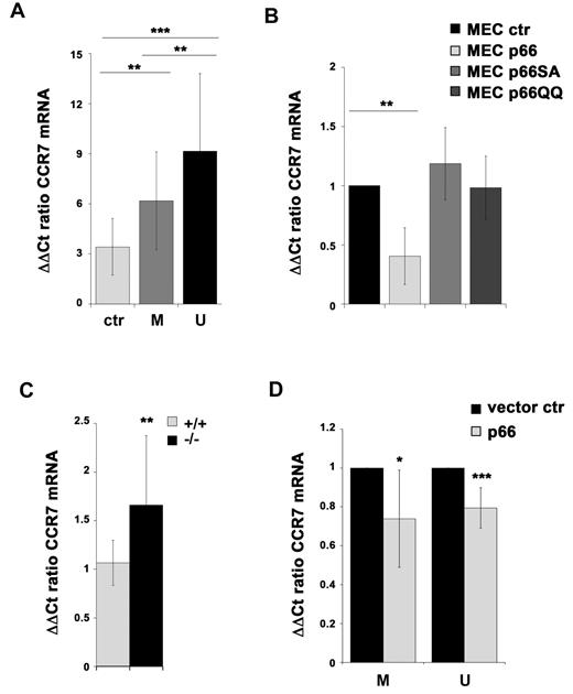 Figure 6. CCR7 expression is negatively regulated by p66Shc through its pro-oxidant activity. (A) qRT-PCR analysis of CCR7 mRNA in purified peripheral B cells from either healthy donors (ctr; n = 8) or CLL patients with mutated (M; n = 29) or unmutated (U; n = 28) IGHV. The relative abundance of gene transcripts was determined on triplicate samples using the ddCt method and is expressed as the normalized fold expression (mean ± SD). ***P < .001 and **P < .01 by Mann-Whitney rank-sum test. (B) qRT-PCR analysis of CCR7 mRNA in MEC B cells stably transfected with empty vector (MEC ctr) or an expression construct encoding either wild-type p66Shc (MEC p66) or the S36A (MEC p66SA) or EE132/133QQ (MEC p66QQ) mutants. **P < .01. (C) qRT-PCR analysis of CCR7 mRNA in purified splenic B cells from wild-type (+/+) or p66Shc−/− mice. The relative abundance of gene transcripts was determined on triplicate samples from at least 5 wild-type or p66Shc−/− mice. **P < .01 by Mann-Whitney rank-sum test. (D) qRT-PCR analysis of CCR7 expression in PB B cells purified from CLL patients with either mutated (M; n = 7) or unmutated (U; n = 6) IGHV nucleofected with either empty vector (vector ctr) or an expression construct encoding p66Shc (p66). The analysis was carried out 48 hours after transfection. All samples were checked for reconstitution of p66Shc expression by qRT-PCR (data not shown). The relative abundance of gene transcripts was determined on triplicate samples from each patient using the ddCt method and is expressed as the normalized fold expression (mean ± SD; empty vector controls taken as 1 for all CLL samples). ***P < .001 and *P < .05.
