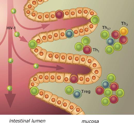 Figure 6. Schematic model of mucosal MTCT of HIV-1. After oral ingestion at birth or breastfeeding, HIV-1 enters the intestinal lumen of the infant. In the epithelium and just under it, CD4+ T cells expressing CCR5 are present, which are accessible targets for HIV-1. These memory CD4+ T cells were further characterized by prototypic nuclear transcription factors for the Th subsets T-bet, Gata-3, RORγt, and FoxP3, indicating a predominance of Th1 and Th17 cells of activated CD4+ T cells in the infant gut mucosa.