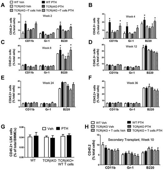Figure 2. Effect (mean ± SEM) of iPTH treatment on peripheral blood cell expansion. (A-F) After primary competitive repopulation. (H) After secondary competitive repopulation. (A-F) Percentage of CD45.2+ myeloid cells (CD11b+), granulocytic cells (GR-1+), and B lineage cells (B220+) in the peripheral blood of untreated WT recipient mice that received CD45.2+ BM donor cells mixed in a 1:2 ratio with CD45.1+ competitor BM cells. CD45.2+ BM cells were obtained from WT, TCRβKO, and reconstituted TCRβKO mice treated with iPTH or vehicle for 4 weeks. CD45.1+ BM cells were obtained from untreated WT mice. (G) Relative frequency of donor-derived CD45.2+LSK cells in the BM of primary recipients at death. (H) Percentage of donor-derived CD45.2+ cells in the peripheral blood of secondary recipients 10 weeks after transplantation. In these experiments, CD45.1/CD45.2 BM cells were obtained from primary recipients at death, mixed in a 1:2 ratio with CD45.1+ competitor BM cells from untreated WT mice, and transplanted into CD45.1+ untreated WT recipients. n = 10 donor and 10 recipient mice per group *P < .05 compared with the corresponding vehicle-treated group.