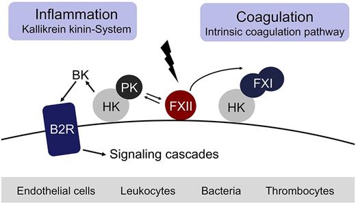 Figure 1. The FXII-driven contact system. Contact with negatively charged surfaces activates coagulation FXII on endothelial cells, leukocytes, bacteria, and thrombocytes and initiates procoagulant and proinflammatory proteolytic reactions. Activated FXII triggers fibrin formation through the FXI-mediated intrinsic pathway of coagulation. Simultaneously, activation of prekallikrein by FXIIa leads to generation of the vasoactive peptide BK by PK-mediated cleavage of HK.