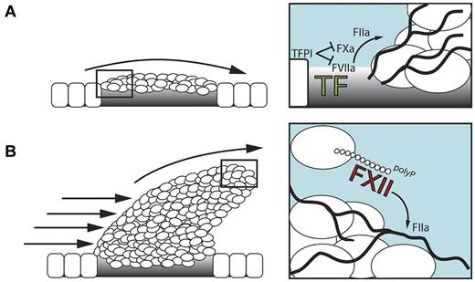Figure 2. The role of polyP/FXII in thrombosis. (A) Initially, the TF/FVIIa-driven “extrinsic” coagulation pathway triggers fibrin formation at sites of injury. FXII has no function during this stage. Tissue factor pathway inhibitor (TFPI) is released from endothelial cells and adherent platelets and blocks TF activity. (B) In the developing thrombus, activated platelet–released polyP triggers fibrin production via activation of FXII that drives the “intrinsic” coagulation cascade. polyP/FXII-driven fibrin formation operates distant from the injured vessel wall and, hence, does not contribute to hemostasis.