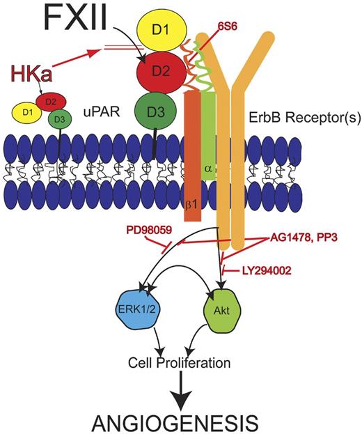 Figure 3. Model of zymogen FXII signaling pathway. FXII binds to domain 2 of uPAR and induces uPAR to communicate intracellularly through β1 integrins. Monoclonal antibody 6S6 to β1 integrin blocks this pathway. Cell stimulation through uPAR and integrin requires an interaction with 1 or more of the ErbB receptor kinases because the tyrosine inhibitors AG1478 or PP3 block FXII signaling. The MEK inhibitor PD98059 blocks FXII-induced ERK1/2 phosphorylation. LY294002, a PI3 kinase inhibitor, blocks FXII-induced Akt phosphorylation. Crosstalk between pERK1/2 and pAkt systems also occurs. Cleaved forms of HK (HKa) block binding of FXII to endothelial cells. Inhibition of any step of the FXII signaling pathways blocks cell proliferation and angiogenesis in HUVEC and aortic segments, respectively. Modified from Falati et al56 with permission.