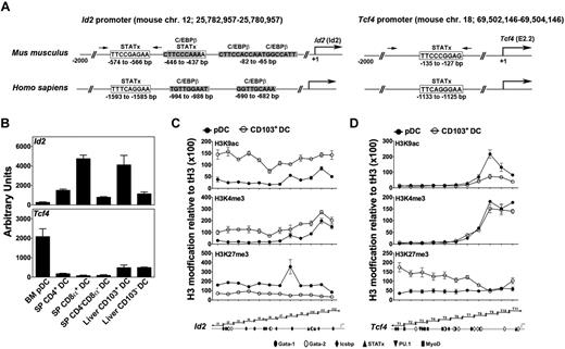 Figure 3. Promoter analysis and expression of Id2 and Tcf4 in DCs. (A) Schematic diagrams showing the location of putative STATx (open box) and C/EBPβ (gray box) consensus sites in the murine and human Id2 (left) and Tcf4 (right) promoter regions. Arrows indicate the approximate locations of primers used for STAT ChIPs. Primer sequences are listed in supplemental Table 1. (B) FACS-purified pDC and cDC subsets were analyzed for Tcf4 and Id2 mRNA expression by quantitative PCR, as indicated. DC purification strategies are shown in supplemental Figure 1. Results for Tcf4 and Id2 were normalized to Rpl13a. Results are shown as mean ± SEM of 3 independent experiments. (C-D) Liver CD103+ DCs and BM pDCs were purified from mice 7 days after GM-CSF or Flt3L HGT by FACS. Histone H3 modifications at the Id2 and Tcf4 proximal promoters were analyzed by ChIPs using antibodies against H3K9ac, H3K4me3, or H3K27me3; results were normalized to data from ChIPs with total H3 antibody. Normalized data were plotted versus the corresponding predicted ChIP amplification products from the Id2 and Tcf4 2 kb proximal promoter regions, as indicated by the schematic diagrams in the bottom panel, which include the approximate location of putative transcription factor binding sites. Results from CD103+ DCs (○) or pDCs (●) are presented as mean ± SEM of 3 independent experiments for individual modifications, as indicated.