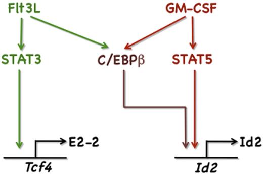 Figure 7. Schematic diagram of cytokine-STAT pathways regulating Id2 and Tcf4. Illustrated are GM-CSF– and Flt3L-responsive signaling cascades defined in this study that control Id2 and Tcf4 expression.