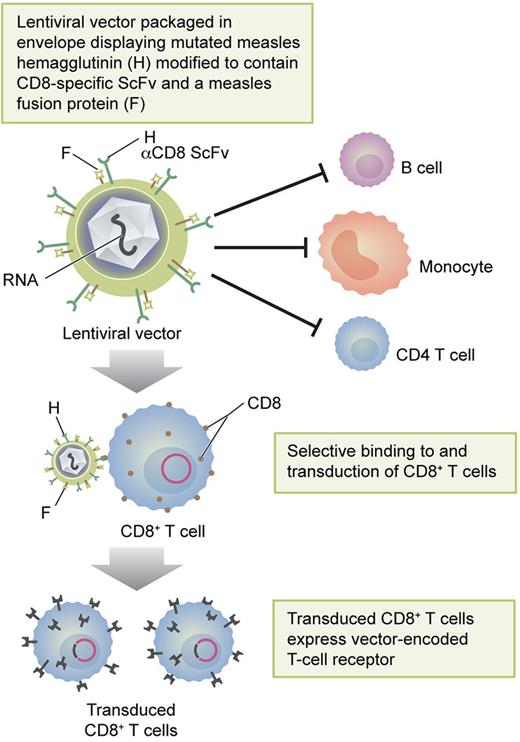 Envelope modification for selective transduction of CD8+ T cells with lentiviral vectors. Professional illustration by Kenneth X. Probst.