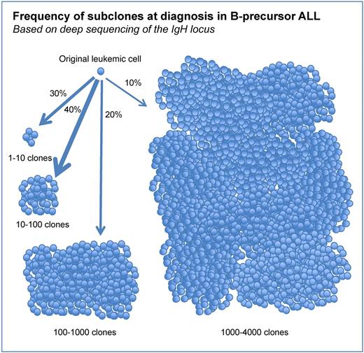 Frequency of subclones at diagnosis in B-precursor ALL. Each cell shown represents a distinct subclone based on IgH sequencing. Arrow thickness and percentage reflect the relative fraction of patient samples with the indicated number of distinct IgH clones.