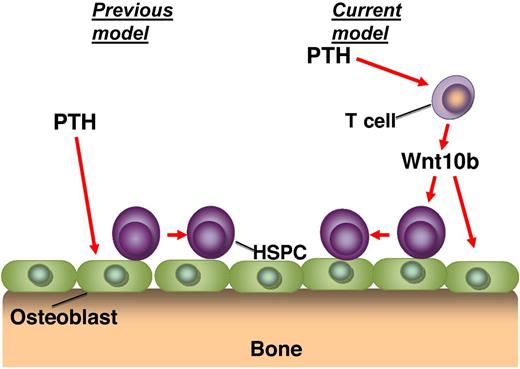 The proposed mechanism of action of iPTH treatment on hematopoietic stem/progenitor cells (HSPCs). Previous studies have suggested that parathyroid hormone (PTH) acts directly on the osteoblasts to mediate the expansion of the HSPC pool (previous model). The study demonstrates that PTH acts to stimulate T cells, which release Wnt10b, which then acts on the osteoblasts and HSPCs (current model).