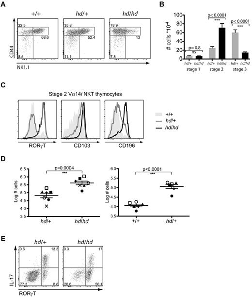 Figure 4. Th-POK inhibits the development of NKT17 cells in the thymus. (A) Plots depict NK1.1 and CD44 expression in Th-POKhd/hd, Th-POKhd/+, and Th-POK+/+ littermate Vα14i NKT thymocytes, with gates shown used to define stage 1 (CD44low, NK1.1−), 2 (CD44high, NK1.1−/low), and 3 (CD44high, NK1.1high) Vα14i NKT-cell subpopulations. (B) Bar graph shows stage 1-3 Vα14i NKT thymocyte numbers in sex- and age-matched Th-POKhd/hd and Th-POKhd/+ mice (n = 18). (C) Histogram overlays depict the expression RORγT, CD103, and CD196 in stage 2 Vα14i NKT cells from a set of Th-POK+/+, Th-POKhd/hd, and Th-POKhd/+ littermates. Data are representative of 3 independent experiments. (D) Left scatter plot depicts the numbers of stage 2 NKT17 thymocytes from sex- and age-matched pairs of Th-POKhd/hd and Th-POKhd/+ mice (n = 7). Right scatter plot depicts the numbers of stage 2 NKT17 thymocytes from sex-matched littermates or age-matched pairs of Th-POKhd/+ and Th-POK+/+ mice (n = 6). P values were calculated using a paired Student t test of the log values. (E) Plot depicts IL-17 and CD103 staining of electronically gated stage 2 Vα14i NKT cells from Th-POKhd/+ and Th-POKhd/hd littermate thymocyte suspensions cultured with PMA and ionomycin. Data are representative of 4 Th-POKhd/+ and 3 Th-POKhd/hd samples examined in 2 separate experiments.