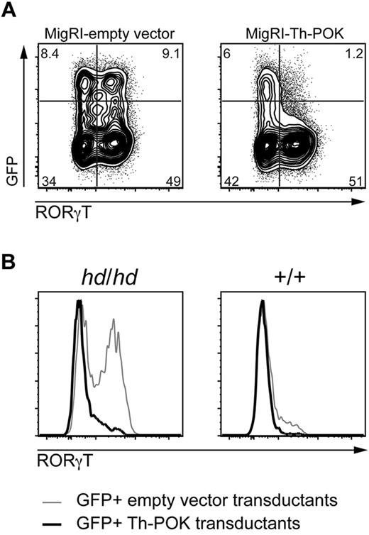 Figure 6. Enforced expression of Th-POK represses RORγT in Vα14i NKT-cell lines. Lines established from Th-POKhd/hd and Th-POK+/+ sorted Vα14i NKT thymocytes were transduced with retrovirus encoding WT Th-POK together with GFP, or with virus encoding GFP alone. Cell lines were harvested 87 hours posttransduction and stained for RORγT. (A) Contour plots depicting RORγT and GFP expression in a Th-POKhd/hd Vα14i NKT line transduced with empty vector (left) or Th-POK-encoding (right) retrovirus. (B) Histogram overlays of RORγT expression in GFPhigh Th-POKhd/hd (left) or Th-POK+/+ (right) Vα14i NKT lines transduced with empty vector (gray) or Th-POK-encoding (black) retrovirus. Data are representative of 3 independent experiments.