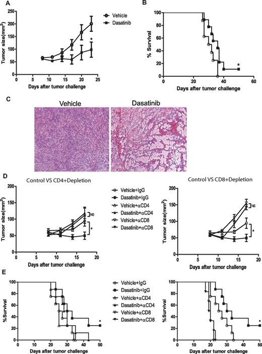 Figure 1. In vivo antitumor effect of dasatinib on P815 mastocytoma. DBA/2 mice were subcutaneously inoculated with 2 × 106 P815 tumor cells on day 0. Tumor-bearing mice were treated with vehicle or dasatinib (150 mg/kg) on day 8, 9, and 10 by gavage. For depletion experiment, mice were injected IP with 200 μg of rat IgG or CD8 depletion antibodies starting from day 8 once a week. (A) Tumor sizes of mice treated with vehicle or dasatinib (*P = .0354). (B) Kaplan-Meier survival curve of the tumor-bearing mice for 2 different groups (*P = .0447). (C) Representative H&E-stained slides of control tumor and dasatinib-treated tumor. (D) Tumor sizes of CD4+/CD8+ T-cell depletion experiment (vehicle + IgG vs dasatinib + IgG: *P = .0427). (E) Kaplan-Meier survival curve of CD4+/CD8+ T-cell depletion experiment (vehicle + IgG vs dasatinib + IgG: *P = .0503).