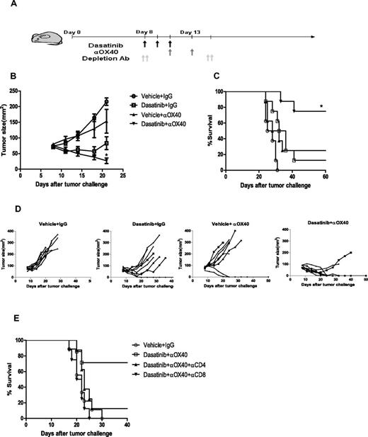 Figure 4. Therapeutic effect of combining dasatinib and anti-OX40 antibody. Mice received daily gavage of vehicle or dasatinib (150 mg/kg) on day 8-10 and IP injection of IgG control antibody or anti-OX40 antibody (200 μg/mice) on day 10 and 13. (A) Schema of treatment. (B) Tumor sizes of mice for 4 different groups (vehicle + IgG vs dasatinib + anti-OX40: ***P < .0001, dasatinib + IgG vs dasatinib + anti-OX40: **P = .0042, vehicle + anti-OX40 vs dasatinib + anti-OX40: *P = .0257). (C) Kaplan-Meier survival curve of the tumor-bearing mice for 3 different groups (vehicle+IgG vs dasatinib + anti-OX40: ***P < .0001, dasatinib + IgG vs dasatinib + anti-OX40: **P = .0074, vehicle + anti-OX40 versus dasatinib + anti-OX40: *P = .0151). (D) Plots represent the tumor size of individual mice for each group. (E) Kaplan-Meier survival curve of the CD4+/CD8+ T-cell depletion experiment.