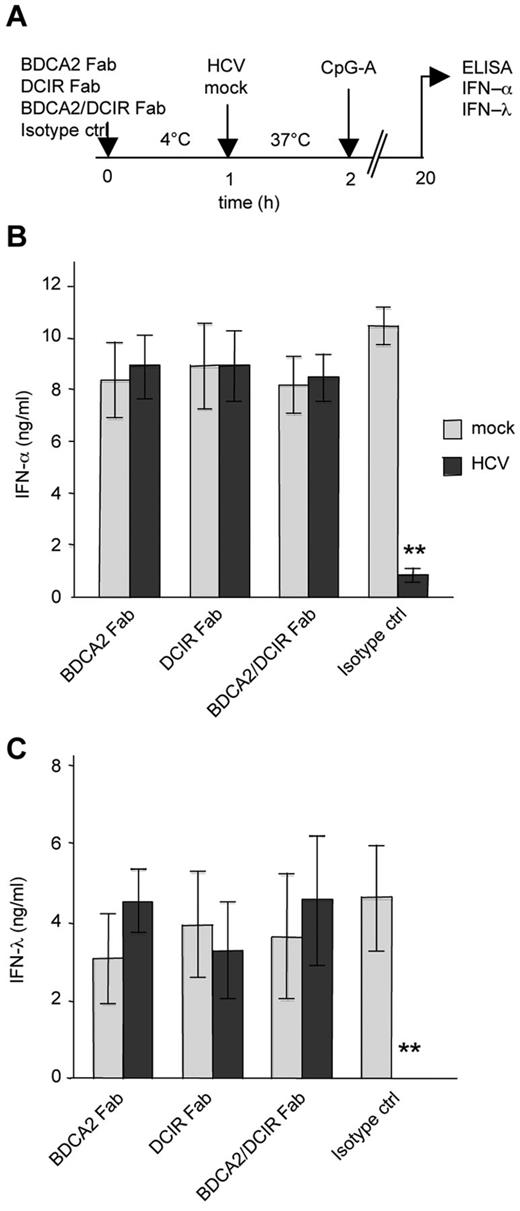 Figure 6. Blocking of DCIR and BDCA-2 restores production of IFN-α and IFN-λ in pDCs exposed to HCVcc particles. (A) Experimental flowchart. pDCs were saturated with 20 μg/mL of Fab fragments of DCIR and/or BDCA-2 antibody at 4°C. Fab-saturated pDCs were then exposed to HCVcc particles (MOIHCV RNA = 100) and stimulated with CpG-A. (B-C) Production of IFN-α (B) or IFN-λ (C) in cell-free supernatant was determined by ELISA 20 hours after stimulation. Data are mean ± SEM of 3 independent experiments with pDCs from different donors. **P < .01.