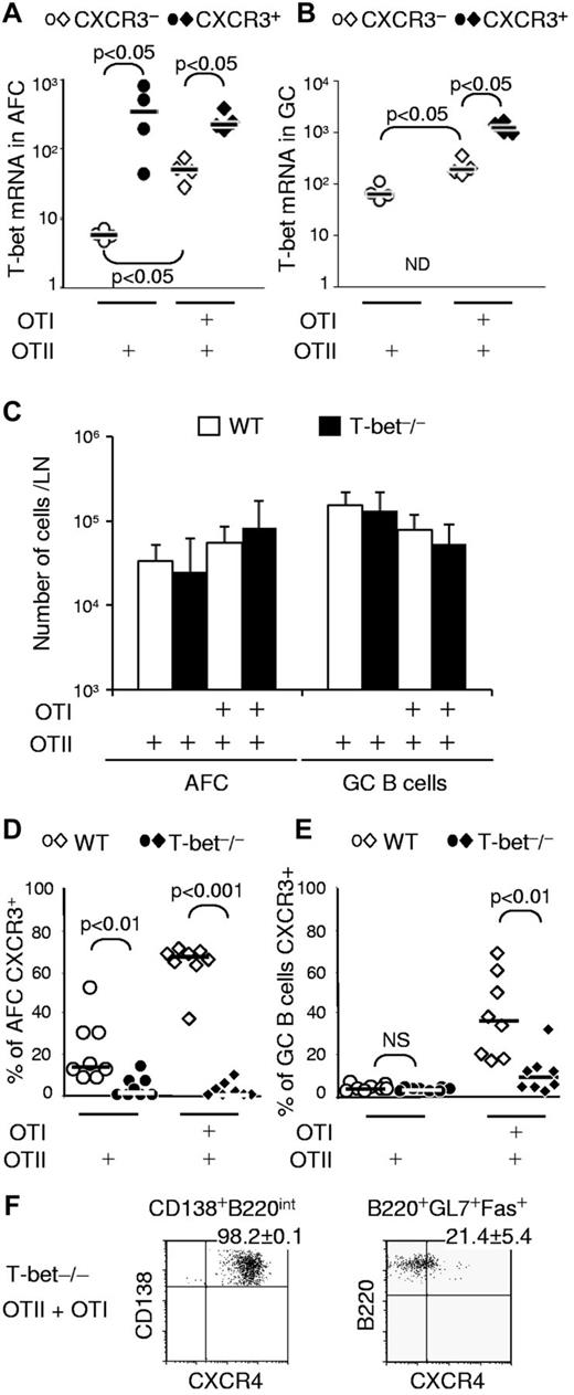 Figure 4. IFN-γ-induced CXCR3 expression on AFCs and GC B cells is T-bet–dependent. Chimeras were prepared by transfer of OTII or both OTI and OTII cells. Seven days after immunization with alumOVA, suspensions of cells from the 2 popliteal LNs for each mouse were prepared. (A-B) The level of T-bet mRNA expression was assessed by real-time RT-PCR in (A) CD138+B220int AFCs and (B) B220+GL7+Fas+ GC B cells. ND indicates not determined, as there were almost no CXCR3+ GC B cells. Data are derived from 2 independent experiments with a total of 4 mice per group. (C-E) Further chimeras were constructed by transfer of OTII or both OTI and OTII cells into congenic WT mice or T-bet-deficient mice. Seven days after immunization. (C) Geometric mean ± SD of CD138+B220int AFCs and B220+GL7+Fas+ GC B cells per LN were calculated, and the expression of CXCR3 by (D) CD138+B220int AFCs and (E) B220+GL7+Fas+ GC B cells was assessed by flow cytometry. (F) Numbers on dot plots indicate the percentage of AFC or GC B cells expressing CXCR4 ± SD in T-bet−/− chimeras that had received OTII + OTI cells. Data are derived from 2 independent experiments with a total of 8 mice per group. The significance of differences is assessed by 2-tailed Mann-Whitney nonparametric statistics; only significant differences are indicated.