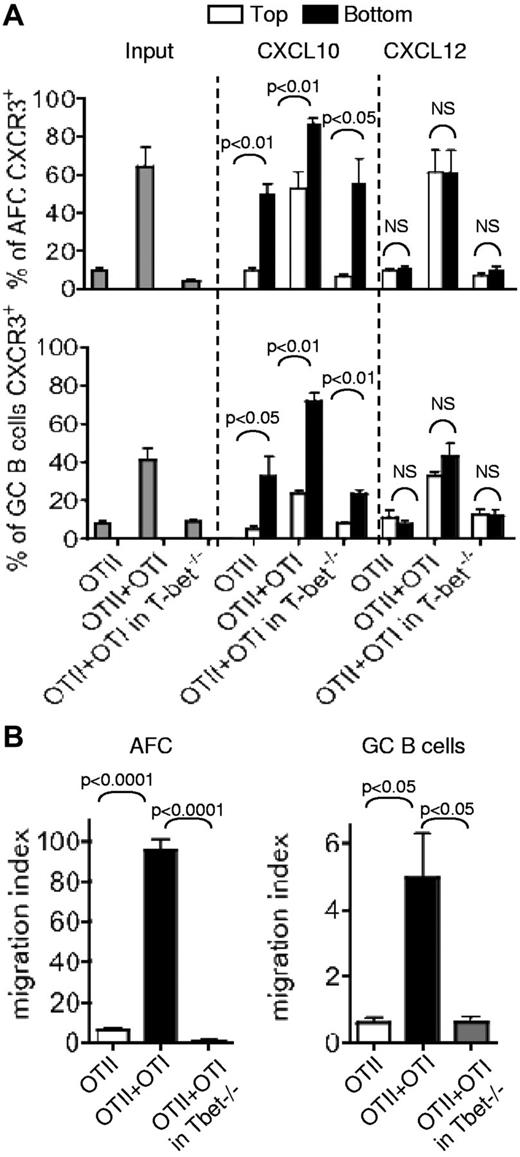 Figure 6. T-bet–dependent migration of CXCR3+ AFCs and GC B cells toward CXCL10. Chimeras were prepared by transfer of OTII cells alone or with OTI cells into congenic WT mice. Other chimeras were constructed by transfer of both OTII and OTI cells into T-bet−/− mice. Seven days after immunization with alumOVA, suspensions of cells from the draining popliteal LN of the different chimeras were prepared. The chemotactic properties of the cells toward CXCL10 (a ligand for CXCR3) or CXCL12 (a ligand for CXCR4) were tested in migration assays using transwells containing 300 ng/mL of chemokine or medium in the bottom chamber. (A) The bar charts represent the percentage of AFCs (top chart) or GC B cells (bottom chart) expressing CXCR3 in the input cell suspensions (gray bars), or the mean ± SD (percentage) in the top chambers (black bars) and in the bottom chambers (white bars) obtained from 2 independent migration assays. The significance of differences was assessed by 2-tailed Mann-Whitney nonparametric statistics. NS indicates not significant. (B) The number of AFCs and GC cells found in the bottom chamber was determined by flow cytometry, and the migration index of the cells was calculated by reference to the number of cells found in the bottom chamber of the control with medium only. The bar charts represent the mean ± SD from triplicates in 1 representative experiment of 3. The figure shows 1 representative experiment of 3 independent experiments. The P values are given for statistically significant differences as calculated by t test.