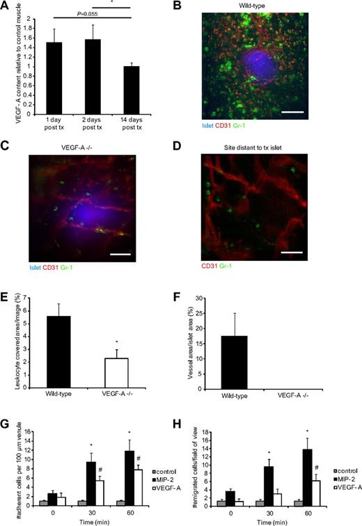 Figure 1. VEGF-A secreted from transplanted islets recruits Gr-1+ leukocytes. (A) VEGF-A protein measurements in islet grafts in abdominal muscle 1 (n = 5), 2 (n = 6), and 14 (n = 5) days after transplantation (tx). Values are expressed as relative to the VEGF-A content in abdominal muscle on the contralateral side of the linea alba. *P < .05. (B) Confocal z-projection image of a transplanted wild-type pancreatic islet (blue, Celltracker) in the cremaster muscle of a wild-type mouse 4 days after transplantation. Blood vessels (red, CD31-mAb) surround and penetrate the islet, and Gr-1+ leukocytes (green, Gr-1-mAb) are gathered around the graft. Bar represents 50 μm. (C) Confocal z-projection image of a VEGF-A−/− islet 4 days after transplantation to a wild-type mouse cremaster muscle with few surrounding leukocytes and no ingrowing blood vessels. The blood vessels that are visible lie beneath the graft. Bar represents 50 μm. (D) Confocal z-projection image showing a site in a wild-type cremaster muscle distant from a transplanted islet illustrating the background level of leukocyte extravasation in these tissues. Bar represents 50 μm. (E) Quantification of the Gr-1+ area per confocal image of islet grafts 3-5 days after transplantation. VEGF-A−/− islets (n = 8 mice, 14 islets) had less than half of the amount of recruited leukocytes compared with wild-type islets (n = 8 mice, 15 islets). *P < .05. (F) Vessel densities in the transplanted islets from wild-type and VEGF-A−/− mice. (G) Numbers of leukocytes that adhere to a 100-μm part of postcapillary venules in the cremaster muscle after stimulation with MIP-2 (n = 5), VEGF-A (n = 5), or bicarbonate buffer (control, n = 3). *P < .05, compared with time 0 minutes for MIP-2. #P < .05, compared with time 0 minutes for VEGF-A. (H) Numbers of leukocytes that emigrate from postcapillary venules into the cremaster muscle after stimulation with MIP-2 (n = 5), VEGF-A (n = 5), or bicarbonate buffer (control, n = 3). *P < .05, compared with time 0 minutes for MIP-2. #P < .05, compared with time 0 minutes for VEGF-A.