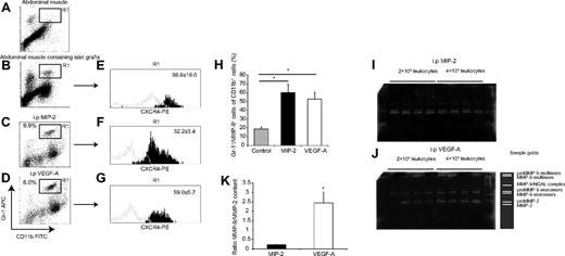 Figure 2. VEGF-A recruits a subset of CD11b+/Gr-1+/CXCR4hi neutrophils that contain large amounts of MMP-9. (A-B) Flow cytometric plots from single-cell suspensions of islet grafts in abdominal muscle and muscle from the contralateral side of the linea alba (n = 4). (C-D) Flow cytometric plots from cells harvested from peritoneal lavages where leukocytes were recruited to intraperitoneal (i.p.) injections of either MIP-2 or VEGF-A (n = 5 in each group). Both stimuli recruited similar levels of CD11b/Gr-1+ leukocytes (R1 gate). (E-G) The R1 gates from the plots in panels B through D were further analyzed for CXCR4 expression. The histograms represent fluorescence intensity from the CXCR4-mAb (black) and the isotype control-mAb (gray). Numbers in histograms are the mean fluorescence intensities with subtracted isotype intensities. The CXCR4 expression in leukocytes from islet grafts and intraperitoneal VEGF-A is statistically different from the leukocytes recruited to intraperitoneal MIP-2 (P < .05). (H) CD11b/Gr-1 double-positive cells from panels C and D were again gated and analyzed for MMP-9-content and compared with saline control animals (n = 5 in each group). *P < .05, compared with control. (I-J) Total leukocytes from peritoneal lavages were plated in different cell concentrations in the presence of PMA for 1 hour, and the media were then harvested. Images show representative full gels from 1 gelatin zymography experiment. (K) Leukocytes recruited to VEGF-A contained more MMP-9 than leukocytes recruited to MIP-2 in relation to MMP-2 content (n = 3 separate experiments per group).*P < .05.