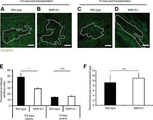 Figure 3. High gelatinase activity in the engraftment area after islet transplantation. (A-B) Confocal images of tissue cryosections of islet grafts 4 days after transplantation to mouse abdominal muscle. (C-D) Islet grafts 14 days after transplantation. The sections were incubated at 37°C with quenched FITC-gelatin. Grafts are outlined by dashed lines. (A) Higher fluorescence intensity in islets engrafted in a wild-type muscle demonstrating high gelatinase activity cleaving the quenched gelatin, emitting absorbed light. (B) Low fluorescence intensity in islets engrafted in an MMP-9−/− mouse. (C-D) The fluorescence intensity was low 14 days after transplantation, and there was no difference between the genotypes. Bars represent 50 μm. (E) Quantification of the fluorescent signal from the cleaved gelatin in the graft area at 3-5 days and 14 days after transplantation. *P < .05. n = 4 in each group. (F) Gr-1 staining of the engrafted islets at 3-5 days after transplantation revealed no significant difference between the groups, indicating that the difference in gelatinase activity is not the result of altered leukocyte recruitment. n.s. indicates not significant.