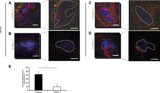 Figure 4. Newly formed blood vessels do not penetrate islets transplanted to MMP-9−/− mice. (A-D) Left panels: Confocal z-projections of image stacks (stack height 80 μm) showing transplanted wild-type islets (blue, Celltracker), vasculature (red, CD31-mAb), and Gr-1+ leukocytes (green) in cremaster muscles of wild-type (A-B) and MMP-9−/− (C-D) mice 4 days after transplantation. Bars represent 50 μm. Right panels: Single optical slices 40 μm down into the grafts illustrating the lack of intra-islet vessels in the MMP-9−/− mice, whereas the wild-type contains many newly formed capillaries. Grafts are outlined by dashed lines. Bars represent 50 μm. (E) Quantification of intra-islet vascular density in CD31-mAb–stained sections of grafts in muscle at days 3-5 after transplantation (n = 4 per day and group). *P < .05.