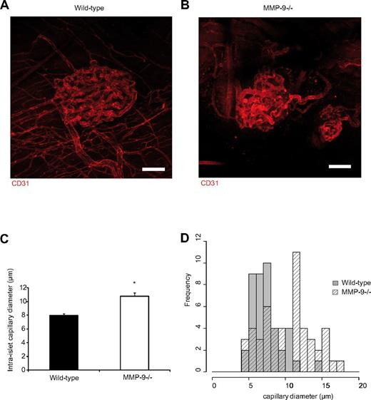 Figure 5. Islet grafts in MMP-9−/− mice have an altered vascular phenotype at 2 weeks after transplantation. (A) Confocal z-projection of image stack showing the normal vascular network of a transplanted pancreatic islet in the cremaster muscle 14 days after transplantation. Blood vessels in red are stained with CD31-mAb. (B) Islet vasculature of an islet transplanted to the cremaster muscle of an MMP-9−/− mouse 14 days after transplantation exhibiting a disturbed vascular network with increased vessel heterogeneity. Bars represent 50 μm. (C) The intra-islet capillaries in islets transplanted to MMP-9−/− mice (n = 4 mice, 49 vessels) are on average wider than wild-type capillaries (n = 3 mice, 41 vessels). *P < .05. (D) Size-distribution histogram showing heterogeneity in capillary diameters between MMP-9−/− and wild-type mice.
