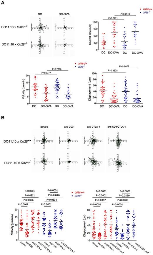 Figure 2. The reversal of the anti-CD3 stop signal is unaffected by the presence of CD28. (A) Interaction of Cd28+/+ and Cd28−/− CD4-positive T cells with DCs presenting OVA peptide. Left panel: Tracing of the migration of pre-activated Cd28+/+ and Cd28−/− CD4-positive T cells on LN slices. T cells were seeded with DCs alone or with DCs that had been pre-incubated with OVA peptide (0.5 μg/mL; DC-OVA). T-cell tracks have been superimposed from their starting positions. Right panel: Contact times of Cd28+/+ and Cd28−/− CD4- positive T cells with DCs in the presence and absence of OVA peptide on LN slices. Bottom left panel: Cd28+/+ and Cd28−/− CD4-positive T-cell velocities with DCs in the presence and absence of OVA peptide on LN slices. Bottom right panel: Measurements of displacement of Cd28+/+ and Cd28−/− CD4+ T cells with DCs in the presence and absence of OVA peptide on LN slices. (B) Anti–CTLA-4 reverses equally the stop-signal on both the Cd28+/+ and Cd28−/− CD4-positive T cells. Top panel: Tracing patterns of Cd28+/+ and Cd28−/− CD4-positive T cells. T cells were initially activated for CTLA-4 surface expression and then rested for 24 hours before use in experiments. Cells were monitored over 20 minutes for random movement on glass slides coated with 2 μg/mL of ICAM-1-Fc in the presence of soluble anti-CD3, anti–CTLA-4, or anti-CD3/CTLA-4. Stimulation with soluble antibody isotype served as a negative control. Rabbit anti–hamster antibody was used for crosslinking (1:4 ratio to primary antibodies). Bottom left panel: measurements of velocity; right panel: measurements of displacement. Differences between means were tested using 2-tailed Student t test (GraphPad Prism 5.0). P < .05 was considered significant. Data are representative of 4 separate experiments.