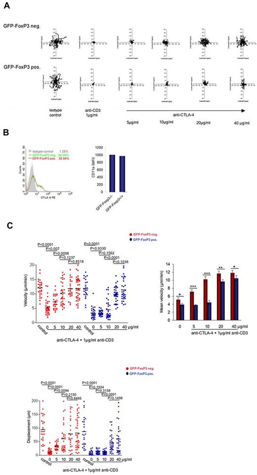 Figure 3. TCR arrested GFP-FoxP3-CD4–positive T cells are relatively resistant to the arrest reversal effects of CTLA-4. (A) Left panel: Tracing patterns of GFP-FoxP3-CD4–positive T cells and GFP-FoxP3-negative-CD4–positive T cells. T cells were initially activated for CTLA-4 surface expression and then rested for 24 hours before use for experiments. Cells were monitored over 20 minutes for random movement on glass slides coated with 2 μg/mL of ICAM-1-Fc in the presence of soluble anti-CD3 alone, or in combination with various anti–CTLA-4 concentrations. Stimulation with soluble antibody isotype served as a negative control. Rabbit anti–hamster antibody was used for crosslinking. Top panels: GFP-FoxP3–negative T cells; bottom panels: GFP-FoxP3–positive T cells. (B) CTLA-4 and LFA-1 (CD11a) are expressed at similar levels of Tconvs and Tregs. Left panel: CTLA-4–expression in GFP-FoxP3–positive and GFP-FoxP3–negative T cells. Cells were stained with CTLA-4-PE and analyzed by FACS. Right panel: Mean fluorescence intensity (MFI) of LFA-1 expression in FoxP3-positive and -negative T cells after activation. (C) Measurements of the velocities of GFP-FoxP3-CD4–positive T cells and GFP-FoxP3–negative CD4-positive T cells. Left panel: Velocity of cells were monitored on glass slides coated with 2 μg /mL of ICAM-1-Fc in the presence of soluble anti-CD3 alone, or in combination with various anti–CTLA-4 concentrations. Rabbit anti–hamster antibody was used for crosslinking. Right panel: Histogram showing mean velocity of the 2 populations in response to different anti–CTLA-4 concentrations. Bottom left panel: Measurements of displacement of GFP-FoxP3-CD4–positive T cells and GFP-Foxp3-CD4–negative T cells. Differences between means were tested using 2-tailed Student t test (GraphPad Prism 5.0). P < .05 was considered significant; *P < .05; **P < .01; ***P < .001. Data are representative of at least 3 separate experiments.