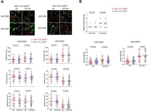 Figure 6. CD28 expression does not affect the contact time and motility of conventional and regulatory T cells. (A) CD4+CD25− and CD4+ CD25+ T cells from DO11.10 x Cd28+/+ and Cd28−/− mice show similar values for contact times, velocity, and displacement. Anti-CD3/CD28 activated CD4+ CD25+ and CD4+ CD25− T cells from Cd28+/+ and Cd28−/− x DO11.10 Tg mice were labeled with CFSE and tracked for migration on LN slices as described (see supplemental Videos 4-5).35,36 T cells were seeded with DCs alone or with DCs that had been preincubated with OVA peptide (DC-OVA). Dwell-times were followed on syngeneic LNs in the presence of SNARF-1 labeled DCs. Both Cd28+/+ and Cd28−/− CD4+ CD25− T cells show comparable contact times (left top panel), velocities (left middle panel), and displacement values (left bottom panel) in the absence (DC) and presence of OVA (DC-OVA). Cd28+/+ and Cd28−/− CD4+ CD25+ T cells show comparable contact times (right top panel), velocities (right middle panel), and displacement values (right bottom panel) in the absence (DC) and presence of OVA (DC-OVA). (B) Top panel: Stable Contact times of Cd28+/+ and Cd28−/− CD4+ CD25− T cells versus Cd28+/+ and Cd28−/− CD4+ CD25+ T cells with DC-OVA. Contact times were comparable between Cd28+/+ and Cd28−/− CD4+ CD25− T cells versus Cd28+/+ and Cd28−/− CD4+ CD25+ T cells. Bottom panels: Arrest coefficient values between Cd28+/+ and Cd28−/− CD4+ CD25− T cells versus Cd28+/+ and Cd28−/− CD4+ CD25+ T cells. Arrest coefficient is comparable between Cd28+/+ and Cd28−/− CD4+ CD25− T cells (left panel) and between Cd28+/+ and Cd28−/− CD4+ CD25+ T cells (right panel). Differences between means were tested using 2-tailed Student t test (GraphPad Prism 5.0). P < .05 was considered significant. Data are representative of 2 separate experiments.