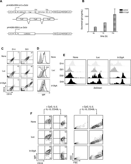 Figure 2. Development of human B cells from HSPCs transduced with b12-IgA gene in vitro. (A) Schematic representation of the lentiviral constructs. Shown are pHAGE6-EEK-b12a-ZsGr and control vector pHAGE6-EEK-luc-ZsGr. The HIV-1 5′ LTR, b12 mAb heavy chain variable region (b12VH), human IgA2 heavy chain constant region α1, α2, α3 (CHα1, CHα2, CHα3), picornavirus-derived self-cleaving 2A peptide sequences (F2A and T2A), b12 κ light chain variable and constant region (b12VL-CLκ), human immunoglobulin J chain (J), the woodchuck hepatitis virus posttranscriptional regulatory element (WPRE) and 3′ LTR are indicated. For control vectors, the b12-IgA sequence was replaced by the luciferase gene in the same lentiviral vector. The human κ light chain promoter preceded by enhancers and matrix association regions is denoted as iEκ. The vector, pHAGE6-EEK-b12a-ZsGr contains a b12-IgA tri-cistronic cassette and a reporter gene ZsGreen (ZsGr) linked via IRES for simultaneous expression. (B) Secretion of human monoclonal antibody b12-IgA in human cells. Secreted human IgA in culture supernatant from 293T cells, which were transfected with either the lentiviral vector carrying b12-IgA or control vector (FUGW), were measured by human IgA ELISA at multiple time points. (C) CD10+CD19+ pro–B-cell development from HSPCs. Lentiviral transduction and in vitro human B lymphopoiesis culture were performed as previously described.22 CD34+ HSPCs transduced with either pHAGE6-EEK-luc-ZsGr (luc) or pHAGE6-EEK-b12a-ZsGr (b12-IgA) lentiviral constructs or left uninfected (none) cells were primed with IL-3, Flt3 ligand, thrombopoietin, SCF, and G-CSF for 5 days and then cocultured with MS5 stromal cells for indicated time points (C-E). Contour plots show CD10−CD19− cell population at 14 days (left, D14) and emerging CD10+CD19+ pro–B-cell population after 21 days (right, D21) of culture. (D) Increased surface IgM expression. Data shown are gated on CD19+ cells from day 14 (D14) or day 32 (D32) culture. (E) Transgene expression during B-cell lymphopoiesis. Transferred luciferase or b12-IgA gene expression was assessed with the fluorescence of coexpressed ZsGreen protein using flow cytometry at indicated time points; day 14 (D14), day 21 (D21), day 32 (D32), and day 49 (D49) of HSPCs culture in the presence of MS5 cells. (F) Development to B-cell blast from mature B cells by stimulation. After being cocultured with MS5 cells for 8 to 9 weeks, CD19+ B cells were isolated and stimulated as previously described.22 The 2 left panels of the contour plot show levels of IgM on CD19+ B cells before and after stimulation. The 2 right panels depict forward versus side scatter contour plots before and after stimulation. Data shown are gated on CD19+ cells.