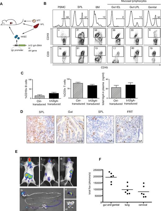 Figure 3. Generation of hu-BLT mice expressing b12-IgA through HSPC gene transfer. (A) A schematic diagram of the generation of hu-BLT mice transduced with human b12-IgA gene (hu-BLT-b12a mice). (B) Peripheral and mucosal reconstitution of a human immune system in hu-BLT-b12a mice. Flow cytometry shows human cell engraftment in various tissues isolated at 14 to 16 weeks after transplantation; PBMC indicates peripheral blood mononuclear cells; SPL, spleen; BM, bone marrow; Gut IEL, intestinal intraepithelial lymphocytes; Gut LPL, intestinal lamina propria lymphocytes; and genital, genital tract lymphocytes. (C) Percent engraftment of human B and T lymphocytes in periphery (Ctrl-transduced mice n = 7, b12-IgA-transduced mice n = 21) and the secretion of human IgA in the plasma (Ctrl-transduced mice, n = 5, b12-IgA-transduced mice, n = 12) of hu-BLT mice either transduced with b12-IgA gene or the control gene (mean ± SEM). (D) Immunohistochemical staining for human CD3 in spleen and small intestine tissues and human IgA-Producing cells in spleen and female reproductive tract (FRT) of hu-BLT-b12a mice. Samples were examined on an Olympus BX-51 microscope (20× objective lens) and photographed using a Spot Digital Camera. (E) Bioluminescence images of hu-BLT mice transduced with IgL chain promoter-driven luciferase transgene. The representative images of live animals displayed the distribution of human B-lymphocytes derived from transplanted human HSPCs that express transgenes; (Ei) ventral view of reference, (Eii) dorsal view of reference, and (Eiii) lateral view of reference. Strong bioluminescent signals from mucosal associated lymphoid tissues near gut, lung and genital tract area are seen in ventral view (Ei). Secondary lymphoid tissue (spleen) signals are seen in dorsal (Eii) and lateral view (Eiii). A luciferin-injected mouse was sacrificed after 5 minutes of incubation and dissected immediately to excise organs and tissues. The representative images of GI tract (Eiv), spleen (Ev), and genital tract (Evi) show tissue specificity of transgene expression. (F) Luminescent signals from hu-BLT mice described above at 18 weeks after transplantation. Signals recorded in photons/second were acquired from each indicated areas in the whole animal image.