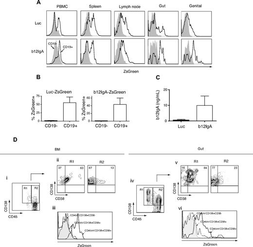 Figure 4. b12-IgA transgene expression in B cells and plasma cells in mucosal and lymphoid tissues. (A) Human B cell (CD45+CD19+)–specific expression of transgene in hu-BLT mice. Gut-homing lymphocytes were isolated from the epithelia and lamina propria of the small and large intestine and genital tract-homing lymphocytes were isolated from the entire genital tract except the testis or ovary. Flow cytometry of the ZsGreen reporter gene expression of the lymphocytes isolated from PBMC, spleen, lymph node, gut and genital tract. The ZsGreen fluorescence of CD19− cells (filled histogram) and CD19+ (solid lines) was analyzed after gating on CD45+ human leukocytes. (B) Percent transgene expression of CD19− (black) and CD19+ (white) cells from peripheral blood of hu-BLT mice transduced with Luc-ZsGreen vector or b12-IgA-ZsGreen vector (n = 4-5, mean ± SEM). (C) Enzyme-linked immunosorbent assay of the secreted b12-IgA in plasma of hu-BLT mice transduced with Luc-ZsGreen vector (black) or b12-IgA-ZsGreen vector (white) at 10 weeks posttransplantation of human HSPCs (n = 6-8, mean ± SEM). (D) Plasma cell development from transplanted human HSPCs in hu-BLT mice transduced with b12-IgA-ZsGreen and transgene expression in long-lived plasma cells. Flow cytometry of bone marrow mononuclear cells (Di-iii) and gut lymphocytes (Div-Dvi) isolated from 22 to 24 week posttransplanted hu-BLT mice, with gating on CD45+ cells. The contour plots (Di,iv) show CD138+CD45int plasma cells (R1) and CD138+CD45hi (R2) plasma cells. R1 and R2 cell populations were then separately plotted by CD38 and CD138 expression (Dii,v). Histograms (Diii,vi) display reporter gene ZsGreen expression in CD45hiCD138+CD38− cells, CD45hiCD138+CD38+ early plasma cells and CD45intCD138+CD38+ mature plasma cells.