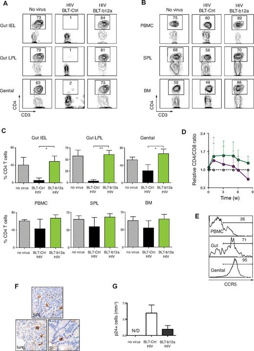 Figure 5. Prevention of mucosal transmission of HIV-1 in hu-BLT mice transduced with b12-IgA. Humanized-BLT mice were challenged with R5 tropic HIV-1 (JR-CSF) through intravaginal route at 14 to 20 weeks after transplantation or left unchallenged (no virus). Peripheral blood of the mice was collected periodically. Mice were killed after 8 to 10 weeks of HIV-1 challenge and lymphocytes from various tissues were isolated and analyzed by flow cytometry. (A) Protection of mucosal CD4+ T cells in hu-BLT-b12a mice from HIV-1 infection. Flow cytometry of mucosal lymphocytes isolated from intestinal intraepithelium (gut IEL), intestinal lamina propria (gut LPL) and female genital tract (genital) of hu-BLT mice that are transduced with b12-IgA gene (BLT-b12a) or with control gene (BLT-Ctrl). (B) Proportion of CD4+ T cells of primary (BM indicates bone marrow) or secondary (SPL indicates spleen) lymphoid organs and periphery. Cells were pregated on CD45+CD3+ cells (A-B). (C) Percent CD4+ T cells in CD45+CD3+ human T cells in the tissues of hu-BLT mice after HIV-1 infection. Data are mean ± SEM (n = 3-5, *P ≤ .05, **P ≤ .01). (D) Changes of CD4/CD8 ratio in PBMCs of hu-BLT mice after HIV-1 mucosal challenge. Data are mean ± SEM at each time points (weeks after challenge) open circle: no challenge; purple circle: HIV-1 challenge in control gene-transduced hu-BLT mice; green circle: HIV-1 challenge in b12-IgA-transduced hu-BLT mice. Unpaired t test showed the b12-IgA transduced group had significantly higher CD4:CD8 ratios than the control vector transduced group after HIV challenge. (n = 3-6, P < .05, P = .0148) All data points in each group regardless of time were included in the t test. (E) Differential expression of CCR5, the HIV-1 coreceptor level in human CD4+ T cells in hu-BLT mice. Histograms show the proportion of CCR5+CD4+ T cells in PBMC, gut lymphocyte, genital tract lymphocytes of hu-BLT mouse model. (F) Immunohistochemical staining of HIV-1 p24 protein in indicated tissues of hu-BLT mice after HIV-1 mucosal challenge. (SPL: spleen, SI: small intestine) Samples were examined on an Olympus BX-51 microscope (40× objective lens) and photographed using a Spot Digital Camera. (G) P24+ cells were determined by counting immunohistochemically stained cells from genital and intestinal tract tissue sections of hu-BLT mice. (n = 3-5, mean ± SEM).