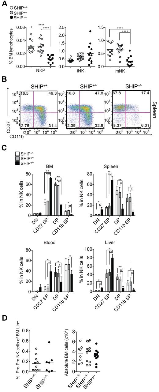 Figure 2. Impaired NK cell development in BM and periphery of SHIP−/− mice. (A) Percentages of NKPs (CD122+NK1.1−CD3−CD11b−), iNK cells (CD122+NK1.1+CD3−CD11b−), and mNK cells (CD122+NK1.1+CD3−CD11b+) among bone marrow lymphocytes derived from littermate SHIP+/+ (white circles), SHIP+/− (gray circles), and SHIP−/− (black circles) mice. Data are pooled from at least 5 independent experiments, and each dot represents data obtained from one mouse; horizontal lines indicate the mean. (B) Representative staining in NK cells (NK1.1+CD3−) expressing DN (CD27−CD11b−), CD27 SP (CD11b−CD27+), DP (CD27+CD11b+), and CD11b SP (CD27−CD11b+) populations in spleens from SHIP+/+, SHIP+/−, and SHIP−/− mice. (C) Percentages in NK cells (NK1.1+CD3−) being DN, CD27 SP, DP, and CD11b SP populations in the indicated organs. Data are representative of at least 8 independent experiments. Data represents means ± SD. (D left panel) Frequency of bone marrow PrePro NK cells (Lineage−, Sca-1+, CD117−, CD135−, CD127+). Data are pooled from 3 independent experiments. (Right panel) Total number of bone marrow cells.