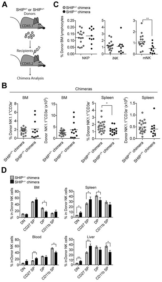 Figure 4. NK cell number is rescued in chimeric mice. (A) Diagram of chimera generation. SHIP+/− or SHIP−/− (CD45.1+) bone marrow cells were transplanted into lethally irradiated WT (CD45.2+) recipients and analyzed 4 to 9 weeks after reconstitution. (B) Percentage and total NK cells (NK1.1+CD3− in the lymphocyte gate) present in the indicated organs from SHIP+/− chimera (gray circles) and SHIP−/− chimera (black circles) mice. Data are pooled from at least 5 independent experiments, and each symbol indicates an individual mouse; horizontal lines indicate the mean. Data are pooled from at least 5 independent experiments, and each symbol indicates an individual mouse; horizontal lines indicate the mean. (C) Percentage of donor contributions of NKPs (CD122+NK1.1−CD3−CD11b−), iNK cells (CD122+NK1.1+CD3−CD11b−), and mNK cells (CD122+NK1.1+CD3−CD11b+) among bone marrow lymphocytes derived from SHIP+/− chimeras (gray circles) and SHIP−/− chimeras (black circles) mice. Data are pooled from at least 5 independent experiments, and each symbol indicates an individual mouse; horizontal lines indicate the mean. (D) Percentages in NK cells (NK1.1+CD3− in the lymphocyte gate) expressing DN (CD27−CD11b−), CD27 SP (CD11b−CD27+), DP (CD27+CD11b+), and CD11b SP (CD27−CD11b+) populations in the indicated organs derived from SHIP+/− chimera (gray bars) and SHIP−/− chimera (black bars) mice. Data are pooled from at least 5 independent experiments. Error bars indicate SEM.