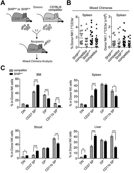 Figure 5. SHIP-1 regulates NK cell final stage of maturation intrinsically. (A) Diagram of mixed chimera generation. SHIP+/− or SHIP−/− (CD45.1+) bone marrow cells were isolated and mixed at an equal ratio with wild-type (WT) competitor (CD45.2+) bone marrow cells before transferring into lethally irradiated WT (CD45.2+) recipients and analyzed 8 to 10 weeks after reconstitution. (B) Percentages and total NK cells (NK1.1+CD3− in the lymphocyte gate) present in the indicated organs from SHIP+/− mixed chimeras (gray circles for SHIP+/− and gray triangles for competitor) and SHIP−/− mixed chimeras (black circles for SHIP−/− and black triangles for competitor). (C) Percentages in NK cells (NK1.1+CD3− in the lymphocyte gate) expressing DN (CD27−CD11b−), CD27 SP (CD11b−CD27+), DP (CD27+CD11b+), and CD11b SP (CD27−CD11b+) populations in the indicated organs derived from SHIP−/− mixed chimeras (black bars for SHIP−/− and striped bars for competitor). Data are pooled from at least 5 independent experiments. Error bars indicate SEM.