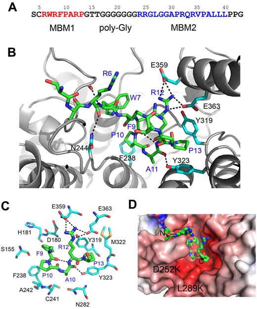Figure 1. Structure of the menin-MLL complex. (A) Sequence of the N-terminal fragment of MLL with MBM1 and MBM2 motifs. (B) Details of the menin-MBM1 interaction. Structure of the MBM1 is shown in stick representation (green carbon atoms) and MLL residues are labeled in blue. Menin is presented as a gray ribbon and selected side chains involved in contacts with MBM1 are shown as sticks (cyan carbon atoms); hydrogen bonds are shown as dashed lines. (C) The most significant contacts between MBM1 (green carbons) and selected menin side chains (cyan carbons). (D) Probing the MBM2-binding site on menin. MBM1 (shown in sticks) occupies a negatively charged central cavity on menin. The positions of D252 and L289 that were mutated to lysines are labeled. The electrostatic potential was calculated using APBS and mapped onto menin structure.41