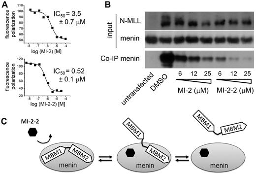 Figure 4. Small molecules targeting the MBM1 site efficiently disrupt bivalent menin-MLL interaction. (A) Fluorescence polarization experiments demonstrating displacement of MLL4-43 from menin by MI-2 and MI-2-2. Data represent mean values from 2 experiments ± SD. (B) Coimmunoprecipitation experiment in HEK293 cells transfected with Flag-MLL-AF9 showing that MI-2 and MI-2-2 disrupt the interaction of menin with MLL-AF9 in human cells. Input shows the levels of menin and MLL. The amount of menin bound to Flag-MLL-AF9 was detected by coimmunoprecipitation using anti-Flag Ab followed by immunoblotting using menin Ab. (C) Model of the disruption of bivalent MLL-menin interaction by MI-2-2 via binding to MBM1 site in menin.