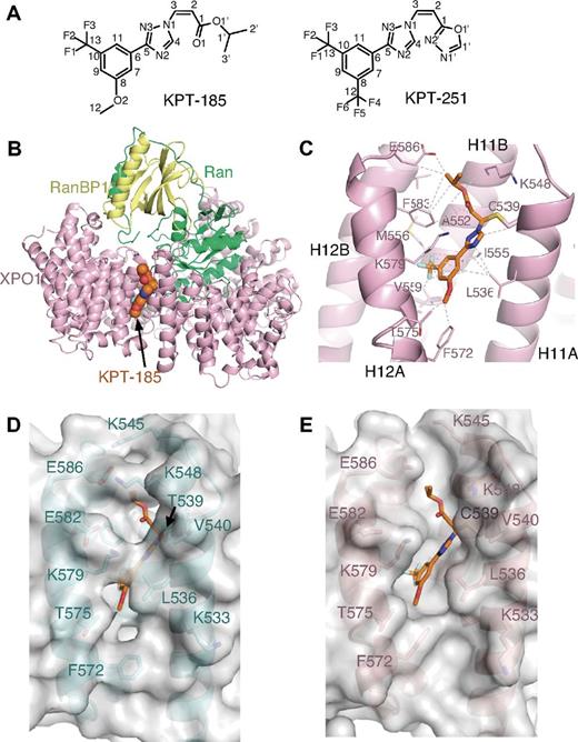 Figure 1. Structure of SINEs bound to XPO1. (A) Chemical structure of KPT-185 and KPT-251 with their heavy atoms numbered. KPT-185 (MW of 355.3) contains a phenyl triazole attached to an isopropyl acrylate via triazole nitrogen. It has good physical properties with cLog P and polar surface area (PSA) of 3.8 and 63.5, respectively. KPT-251 (MW of 375.3), contains a phenyl triazole attached to an oxadiazole ring via a double bond. KPT-251 is a relatively polar compound, and exhibits good physical properties with cLog P and polar surface area (PSA) of 2.5 and 61.9, respectively. (B) The overall structure of the KPT185-ScXPO1*-HsRan-ScRanBP1 complex. A space-filling model of KPT-185 is shown along with XPO1 (pink), Ran (green), and RanBP1 (yellow). (C) The NES-binding groove is located between HEAT repeats H11 and H12, and lined with residues from helices H11A, H11B, H12A and H12B KPT-185 (orange) binds in the NES-binding groove of XPO1 (pink). KPT-185 is oriented with its trifluoromethyl methoxy phenyl group pointing toward the bottom of the XPO1 groove (C-terminal ends of helices H11A and H12A), whereas its isopropyl ester group heads in the opposite direction toward the top of the groove. The activated alkene of KPT-185 is conjugated to the Cys539 sidechain of ScXPO1* through Michael reaction. The methoxy substituent of KPT-185 is partially exposed to solvent but also participates in hydrophobic interactions with the Phe572, Thr575 and Val576 sidechains, which are all located on helix H12A of XPO1. The phenyl ring of KPT-185 is sandwiched between 2 hydrophobic layers. One layer consists of Leu536 and Ile555 sidechains and the other layer consists of the Phe 583 sidechain and the aliphatic portion of the Lys579 sidechain. The triazole ring of KPT-185 is surrounded by hydrophobic XPO1 sidechains sandwiched by Leu536, Cys539 and Ile555 sidechains on one side and the edge of the Phe583 ring on the other. The nitrogen atoms in the triazole ring of KPT-185 make no polar contacts but participate in van der Waals contacts with XPO1 residues. Similarly, polar moieties in the isopropyl ester of KPT-185 make no polar contact with XPO1. The isopropyl ester binds near the top of the XPO1 groove lying close to the floor of the groove with its carbonyl pointing toward solvent and its isopropyl group interacting with the Phe583 and Glu586 sidechains that are located at the C-terminal end of helix H12A. Select inhibitor-XPO1 interactions (< 4Å) are shown with dashed lines. (D-E) Conformational changes in the NES-binding groove of XPO1. (D) The NES-binding groove of XPO1 in the inhibitor-free ScXPO1-Ran-RanBP1 complex (3M1l) is shown as surface representation. The helices and select side chains below the surface are shown in cyan. No ligand is bound in the groove of this XPO1 complex but KPT-185 (placed from superposition of XPO1 residues 570-605 of the ScXPO1-Ran-RanBP1 and the KPT-185-ScXPO1*-Ran-RanBP1 structures) is shown as a reference to facilitate comparison with (E). (E) The NES-binding groove of XPO1 in the KPT-185-ScXPO1*-Ran-RanBP1 complex is shown as surface representation. The helices and select sidechains below the surface are shown in pink and KPT-185 is shown as a stick figure in orange.
