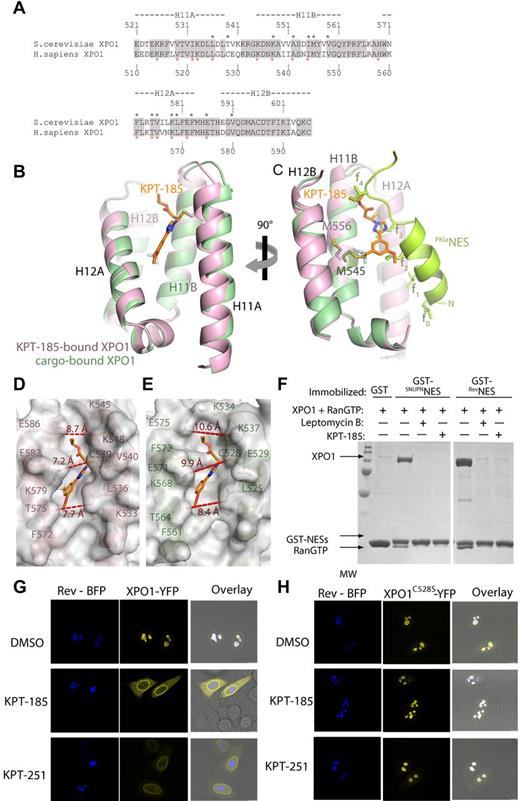 Figure 2. Comparison of the inhibitor and NES-bound grooves. (A) Sequence alignment of NES-binding grooves (HEAT repeats H11 and H12) of S cerevisiae XPO1 and human XPO1. Identical residues are shaded in gray, residues that contact KPT-185 are marked with black asterisks, and residues that contact the PKINES (3NBY) are marked with red asterisks. (B) Superposition of the KPT-185 (pink) and PKINES-bound (green) grooves. KPT-185 (orange) and Cys539 of ScXPO1* (pink) are shown as sticks. (C) Same view as in (B), but rotated 90° about the vertical axis and helices H12A of both grooves were removed to obtain a clear side view of the ligands in the groove. The PKINES and its hydrophobic sidechains are colored bright green. (D-E) Surface representations of the KPT-185 (D) and PKINES-bound XPO1 grooves (E). Distances across the openings of the grooves are shown in red. The 13-residue long PKINES peptide is substantially larger than KPT-185 and occupies the entire groove, burying 1117 Å2 whereas KPT-185 buries only 420 Å2 of the XPO1 groove. When the PKINES and KPT-185–bound grooves are superimposed, it is obvious that hydrophobic residues 2, 3, and 4 of the peptide overlap with the inhibitor. Two overlaps with methoxy group, 3 with the triazole, and 4 overlaps with the terminal oxadiazole group of KPT-185.(F) KPT-185 inhibits XPO1-cargo interactions. Approximately 15 μg of GST-NESs were immobilized on glutathione sepharose and then incubated with 10μM XPO1 proteins that were preincubated with either buffer or inhibitors (20μM LMB or 200μM KPT-185) and molar excess of RanGTP. After extensive washing, a fraction of the bound proteins was visualized by SDS-PAGE and Coomasie blue staining. (G) HeLa cells expressing Rev-BFP and/or wild-type XPO1-YFP were analyzed by confocal fluorescence microscopy. Rev-BFP localizes in the nucleoli of the cells, whereas XPO1-YFP is mainly found at the nuclear rim. In cells coexpressing both Rev-BFP and XPO1-YFP, XPO1 is redistributed to the Rev-containing nucleoli and colocalizes with Rev-BFP. Two hours after addition of SINEs the colocalization of XPO1-YFP with Rev-BFP in the nucleoli was analyzed. Both compounds disrupt the wild-type XPO1-YFP colocalization with Rev-BFP, although they had no effect when a mutant XPO1-YFP (C528S) was used as shown in panel H.