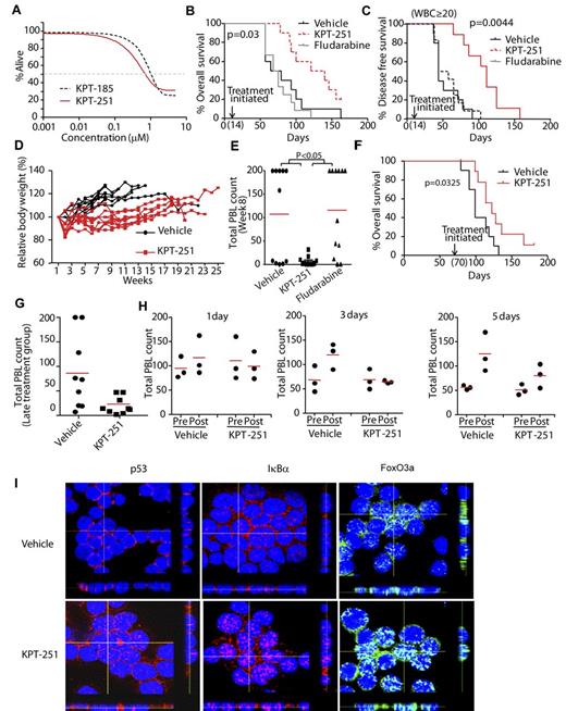 Figure 7. SINEs prolong survival in a mouse model of CLL. (A) KPT-185 and KPT-251 induce similar dose-dependent cytotoxicity of murine TCL1 leukemia cells as measured by MTS assay (N = 14). (B) Overall survival (OS) curve for TCL1-SCID mice treated with 75 mg/kg KPT-251 (N = 10), 34 mg/kg fludarabine (n = 12), or vehicle control (N = 10). Treatment was initiated 14 days after engraftment. Median OS: 130.5 days (KPT-251), 72 days (vehicle), and 71.5 days (fludarabine). (C) Progression-free survival (PFS) curve, with progression defined as increase in circulating CLL (CD19+/TCL1+) cells to > 20 000/μL. Median PFS = 111, 44, and 51 days for KPT-251, vehicle and fludarabine, respectively. (D) Body-weight changes for experiment shown in panel B (KPT-251 and fludarabine-treated mice). (E) Peripheral blood count (PBL) in KPT-251, fludarabine, and vehicle control-treated TCL1-SCID mice. Count was determined by hematoxylin and eosin-stained peripheral blood smear at day 56 (week 8) after initiation of treatment. (F) Overall survival curve for TCL1-SCID mice treated with 75 mg/kg KPT-251 (N = 10) or vehicle control (N = 10). Treatment was initiated 70 days after engraftment. Median survival = 122 days, and 99 days for KPT-251 and vehicle, respectively. (G) PBL counts from TCL1-SCID mice treated 70 days after engraftment with 75 mg/kg KPT-251 or vehicle control (N = 10). Count was determined by hematoxylin and eosin-stained peripheral blood smear. Graph shows last count available for each animal. (H) PBL in TCL1-SCID mice before and 1, 3, or 5 days after administration of a single dose of KPT-251 or vehicle control. Count was determined by hematoxylin and eosin-stained peripheral blood smear. (I) Confocal fluorescence microscopy for p53, FoxO3a, and IκB in tumor cells isolated from mice treated with a single dose of KPT-251 or vehicle control for 72 hours. Results shown are representative of 3 experiments. Z stacks were collected (0.4 μm per slice) and images were chosen from the middle of nuclei. Side views (across bottom and side of figures) are also shown to depict the nuclear localization of p53, FoxO3a, and IκB in the cells.
