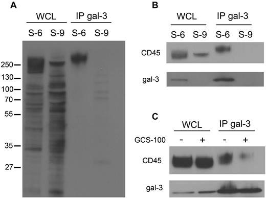 Figure 4. Cell-surface gal-3 binds to CD45 on DLBCL cells. (A) To identify glycoprotein receptors for gal-3, endogenous gal-3 was immunoprecipitated from SUDHL-6 (S-6) and SUDHL-9 (S-9) cells that were biotinylated to label cell-surface glycoproteins. Precipitates were separated by SDS-PAGE and blotted to nitrocellulose and biotinylated gal-3–binding proteins detected with streptavidin-HRP. As expected, no gal-3–associated proteins were precipitated from SUDHL-9 cells. In SUDHL-6 cells, a single major gal-3–binding protein was detected at ∼ 250 kDa. (B) Immunoblotting with anti-CD45 of material immunoprecipitated in panel A confirmed that gal-3 precipitated CD45 from SUDHL-6 cells. (C) GCS-100 reduced the amount of CD45 associated with gal-3. SUDHL-6 cells were treated with GCS-100 or buffer control for 1 hour, endogenous gal-3 immunoprecipitated, and the amount of associated CD45 determined by immunoblot. WCL indicates whole-cell lysate; and IP, immunoprecipitate.
