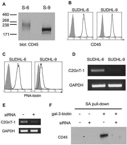 Figure 5. Core 2 O-glycans on differentially glycosylated CD45 contribute to gal-3 binding. (A) SUDHL-6 (S-6) and SUDLH-9 (S-9) cells express different populations of CD45. Cell lysates were separated on a 3%-8% Tris-acetate SDS-PAGE gel to resolve high-molecular-weight isoforms of CD45, detected by immunoblot. (B) SUDHL-6 and SUDHL-9 cells express equivalent amounts of total CD45 on the cell surface. Cells were analyzed by flow cytometry using the 2B11 + PD7/26 mAbs that recognizes all 5 CD45 isoforms. (C) The abundance of asialo-core 1 O-glycans on the surface of SUDHL-6 and SUDHL-9 cells was determined by binding of biotinylated PNA, detected with avidin-FITC. (D) SUDHL-6 but not SUDHL-9 cells express mRNA encoding the enzyme C2GnT-1, that initiates addition of lactosamine chains to asialo-core 1 O-glycans. C2GnT-1 mRNA detected by RT-PCR. (E) siRNA targeting (+) reduced C2GnT-1 mRNA in SUDHL-6 cells. Nontargeted siRNA (−) was used as a control. Knockdown efficiency was determined 24 hours posttransfection by RT-PCR. (F) Reduction of C2GnT-1 expression by siRNA reduced cell-surface gal-3 association with CD45. Biotin-gal-3 or biotin-BSA was added to SUDHL-6 cells treated with siRNA for C2GnT-1 (+) or control (−). Biotinylated gal-3 and associated binding partners were precipitated from lysates with streptavidin-agarose (SA). While gal-3 precipitated CD45 from control cells, there was a significant reduction in CD45 association with gal-3 in cells with reduced C2GnT-1.