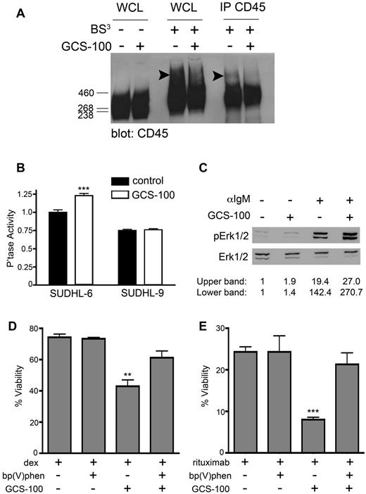 Figure 7. Removal of endogenous gal-3 from CD45 increases phosphatase activity to potentiate DLBCL cell death. (A) Removal of cell-surface gal-3 alters CD45 clustering. SUDHL-6 cells were treated with 75 μg/mL GCS-100 or buffer control for 1 hour and cell-surface glycoproteins were immediately cross-linked with the nonreducible cross-linker BS3. CD45 was immunoprecipitated from cell lysates and resolved by 3%-8% Tris-acetate SDS-PAGE. In control-treated cells, high-molecular-weight clusters of CD45 are present (arrowheads), which are diminished when cells are treated with GCS-100. (B) Removal of cell-surface gal-3 increases phosphatase activity. SUDHL-6 and SUDHL-9 cells were treated with 75 μg/mL GCS-100 and phosphatase activity measured (***P < .0001, values are mean ± SD of triplicates from 1 representative of 6 independent replicate experiments). (C) Removal of cell-surface gal-3 alters downstream signaling regulated by via CD45 phosphatase. SUDHL-6 cells were treated with 75 μg/mL GCS-100 or buffer control for 30 minutes before treatment with 10 μg/mL anti-IgM for 1 minute. Lysates were immunoblotted with anti-phospho-Erk and anti-Erk. The levels of Erk and phospho-Erk were determined by densitometry and the levels of phospho-Erk were normalized to Erk expression. Increased Erk phosphorylation after anti-IgM cross-linking was observed in GCS-100–treated cells. (D-E) GCS-100 sensitization to cell death requires phosphatase activity. SUDHL-6 cells were treated with the phosphatase inhibitor 12.5nM bp(V)phen for 1 hour, followed by 75 μg/mL GCS-100 for 1 hour, and (D) dex or (E) rituximab for 24 hours. Viability was determined as described in “Methods.” **P < .001, ***P < .0001, values are mean ± SD of triplicates from 1 representative of 3 independent replicate experiments for each treatment.