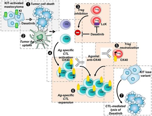 Potent synergy between KIT-targeted inhibitor dasatinib and agonist anti-OX40 mAb to eradicate P815 KIT-mutated mastocytoma tumors. (1) P815 KIT-mutated mastocytoma are sensitive to dasatinib leading to tumor cell death. (2) Cell debris are phagocytosed by DCs. (3) Dasatinib blocks Treg expansion possibly through LcK inhibition. (4) This results in CD4 T cell–dependent, tumor antigen–specific CD8/CTL activation and proliferation through antigen presentation by DCs. (5) Agonist OX40 mAb blocks Treg suppressive function. (6) Antigen-specific CTLs are OX40+ and engagement of OX40 leads to strong amplification of the activated antigen-specific CD8 pool and long-term maintenance of CD8 memory. (7) Tumor antigen–specific CD8 memory T cells detect and eradicate remaining tumor cell clones, even KIT loss variant emerging during targeted therapy, resulting in complete tumor eradication.