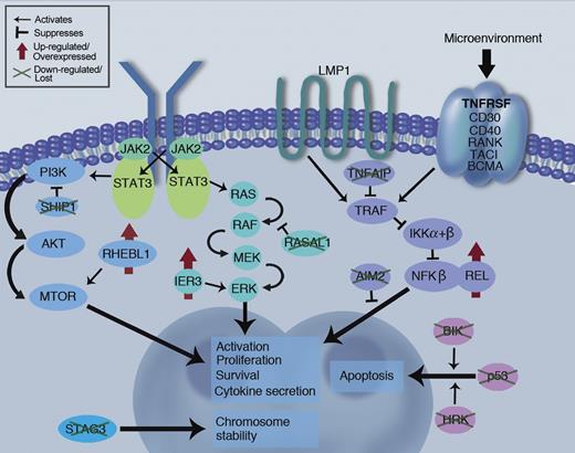 Schematic of key survival pathways at work in the HRS malignant cell. Novel findings of pathway dysregulation reported in Tiacci et al are highlighted (green crosses and red arrows), along with the established REL and P53 abnormalities already known from the literature. LMP1 signaling is likely a key survival pathway in EBV positive disease, while signaling through TNFRSF pathway may provide redundancy for this pathway in EBV negative disease, along with the JAK/STAT and PI3K/MTOR pathways. Professional illustration by Marie Dauenheimer.
