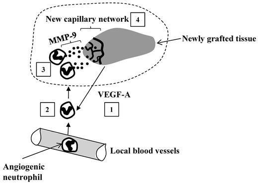 Functioning of angiogenic neutrophils within the graft. The grafted tissues release VEGF-A that recruits a specific subset of angiogenic neutrophils from blood into the graft (1). The extravasated neutrophils (2) infiltrate the graft where they release MMP-9 (matrix metalloproteinase 9; (3) facilitating angiogenesis: development of a new capillary network (4) rescuing the graft from hypoxia.