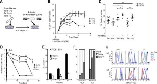 Figure 2. Ectopic expression of KITD816V in wild-type and TET2-deficient mast cells. (A) Lentiviral infection of in vitro differentiated BMMCs with human KITD816V. (B) Tet2 wild-type (+/+), heterozygous (+/−), and homozygous (−/−) BMMCs were infected with LV-KITD816V at day 0 and GFP expression to detect infected cells over time. n = 6 biologic replicates. (C) Cells were pulse-labeled with BrdU for 24 hours. Quantitation of percent BrdU-positive cells is shown for both GFP/KITD816V-positive and -negative cells. Independent replicates are graphed as points; data are mean ± SEM for each dataset on the graph. Pairwise comparison of datasets was performed using the Mann-Whitney test, and P values are indicated where differences were significant. (D) Cell viability was assessed by trypan blue exclusion and counted using a hemocytometer for Tet2 wild-type (+/+), heterozygous (+/−), and homozygous (−/−) BMMCs infected with KITD816V over time after withdrawal of IL-3 from culture medium. n = 4 biologic replicates. (E) Annexin V staining for samples as in panel D 0-48 hours in the absence of IL-3. (F) Percent GFP-positive cells within total live cell fraction from (D) at day 6 after IL-3 withdrawal. (G) Fluorescence profile of Cell Trace Violet at days 0, 3, 6, and 10 in the presence or absence of IL-3 in labeled BMMCs. Representative profiles are shown for each genotype. Error bars represent SEM of biologic replicates.