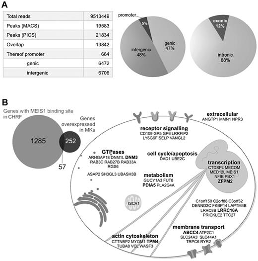 Figure 1. MEIS1 ChIP-seq identifies genes regulating MK and PLT biology. (A) MEIS1 ChIP-seq in CHRF 288-11 cells identifies mainly intronic and intergenic binding sites. (B) Cellular functions of 57 genes with MEIS1 binding events and overexpressed in MKs. Bold represents 6 loci containing sentinel SNPs associated with MPV or PLT count.